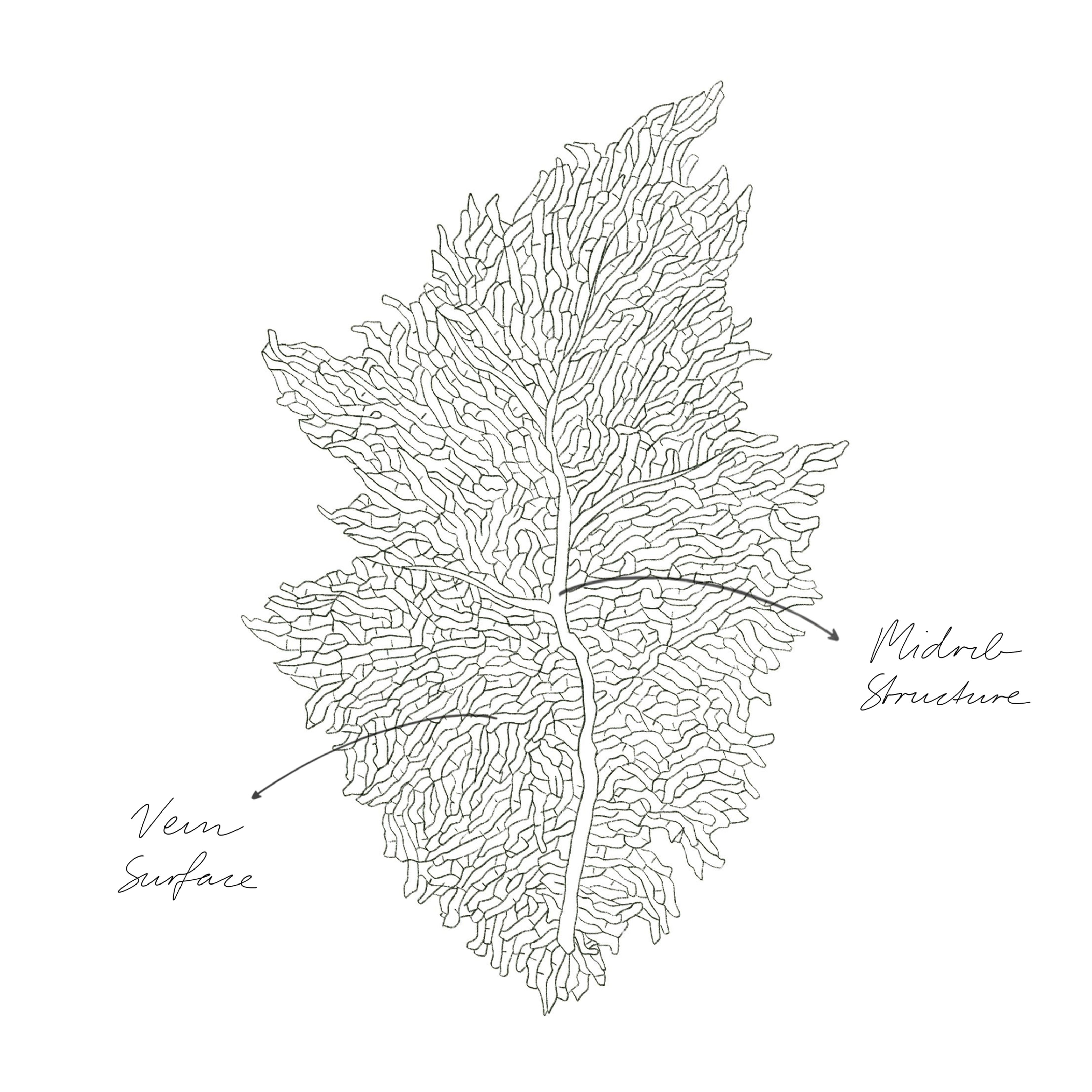 Line drawing of a leaf's vein structure, labeled "Midrib Structure" and "Vein Surface".
