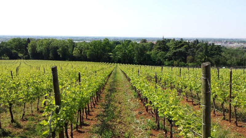Musella Winery & Relais - Image 6