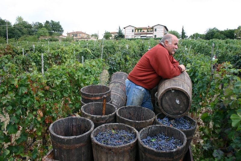 Agriturismo La Pietriccia - Image 8