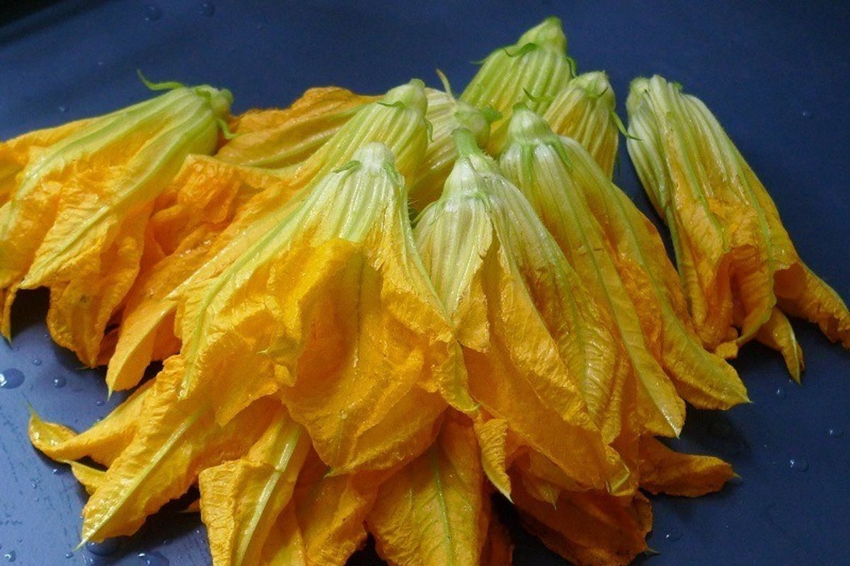 Squashblomster
