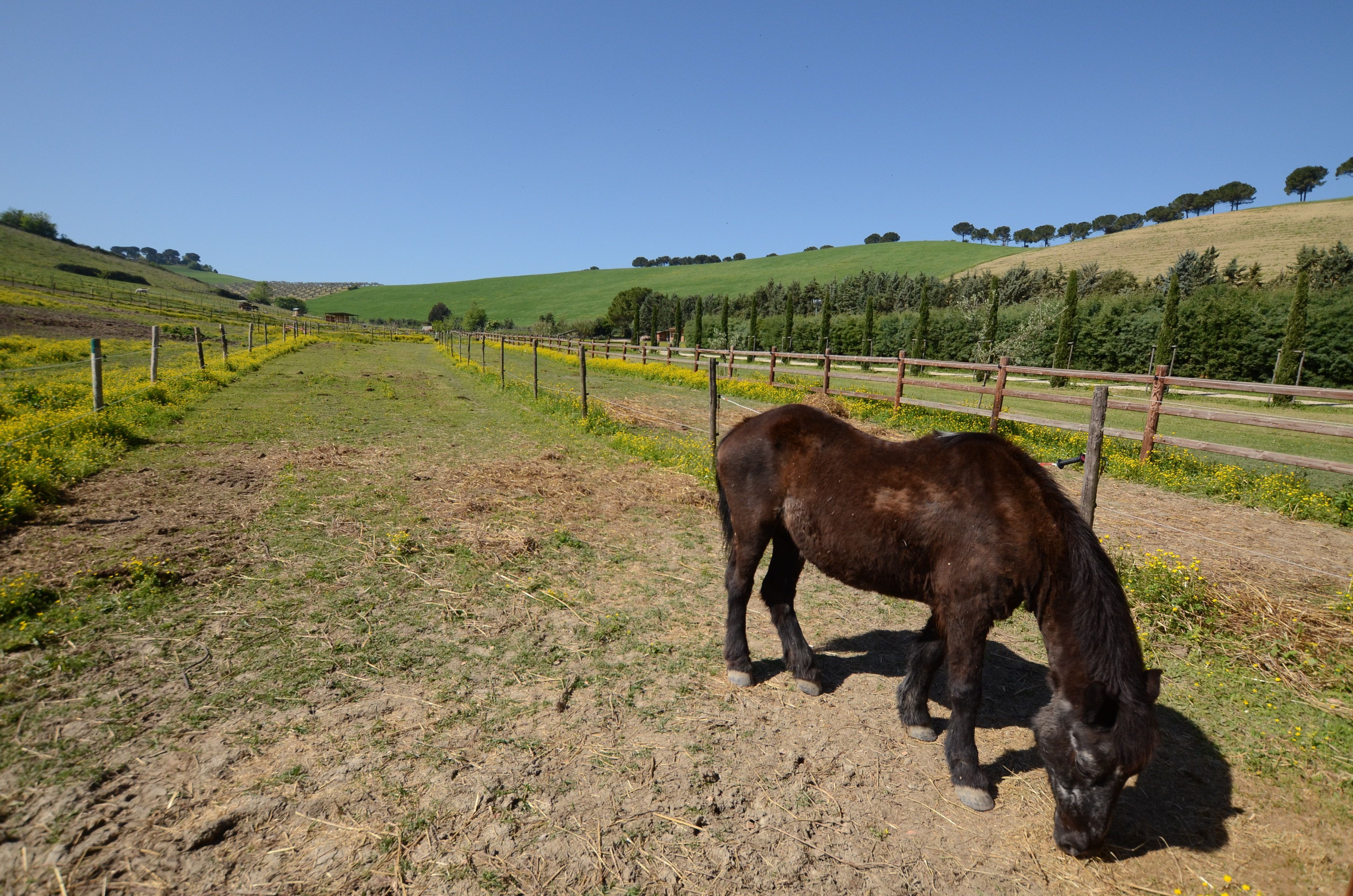 Agriturismo Fonte di Papa - Image 8