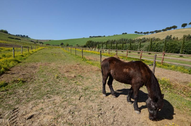 Agriturismo Fonte di Papa - Image 8