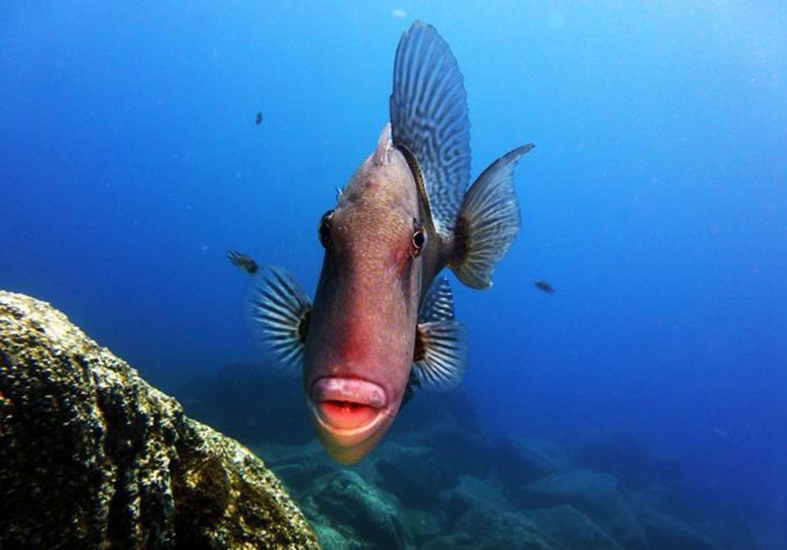 Triggerfish Madeira