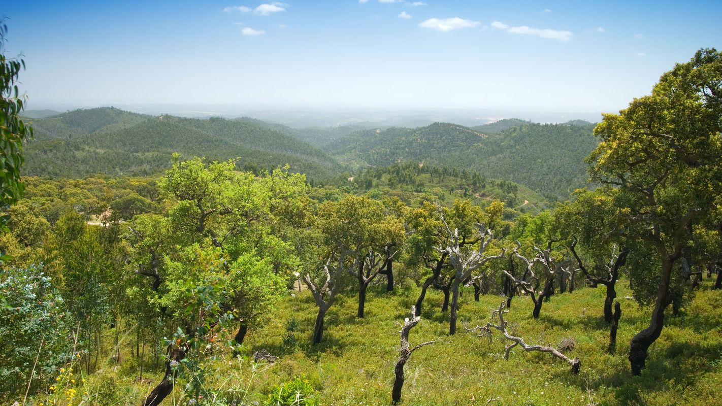 En skog av korkträd i Monchique-området på Algarvekusten i Portugal