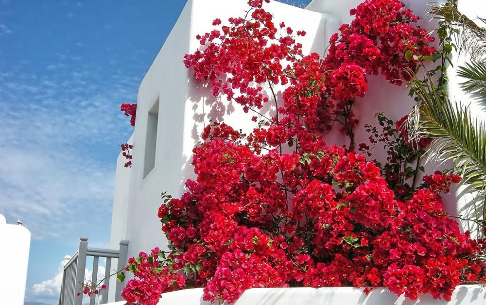 Hvite hus med blomstrende bouganvilla i Platys Gialos på Mykonos i Hellas