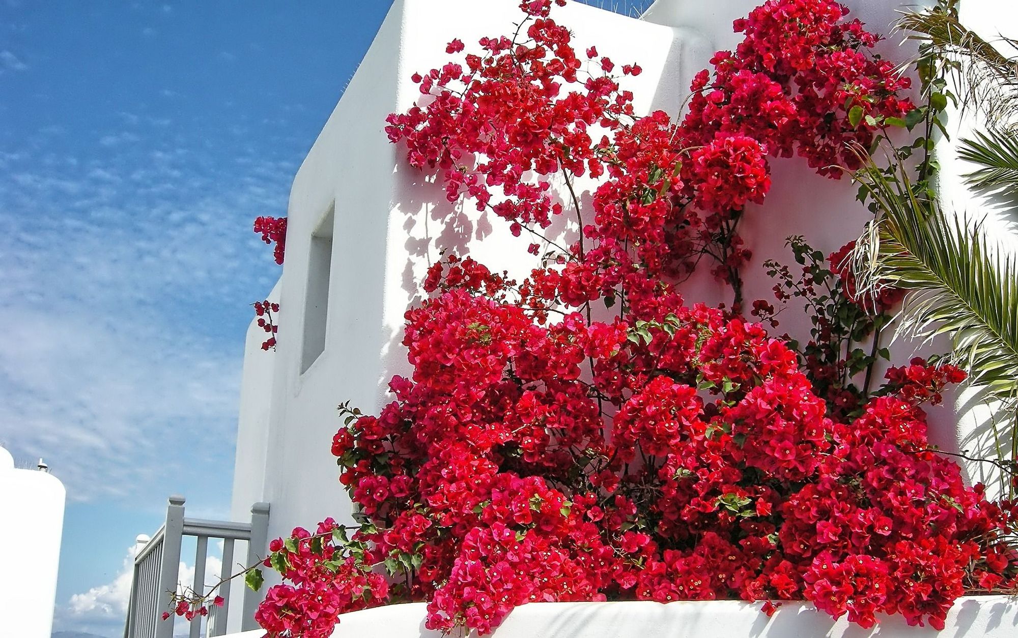 Hvite hus med blomstrende bouganvilla i Platys Gialos på Mykonos i Hellas