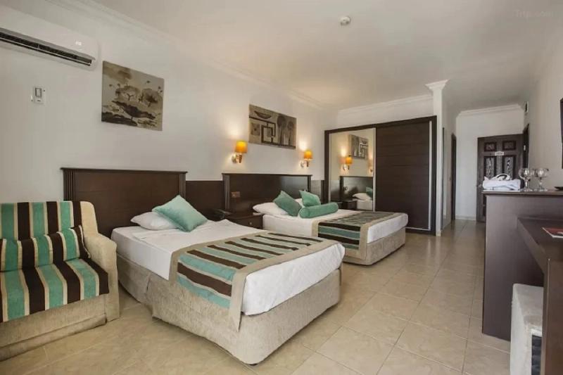 Kleopatra Royal Palm - Image 4