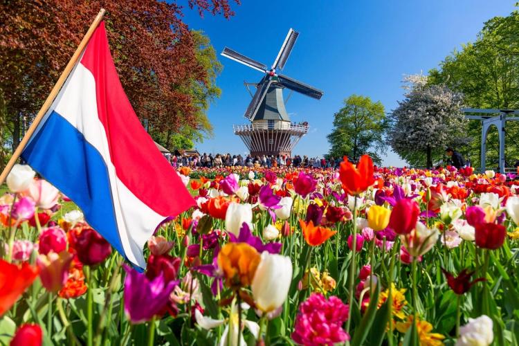 tulipanmark i Holland
