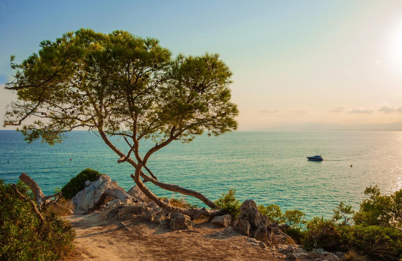 Ett träd med utsikt över Medelhavet vid La Pineda, Spanien, med solen som börjar gå ner vid horisonten
