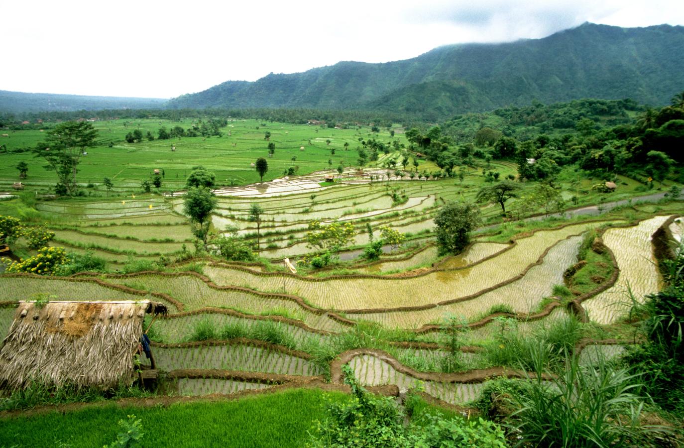 Foran sees et større område med grønne rismarker. I bakgrunnen reiser fjellene seg, dekket av grønn vegetasjon.