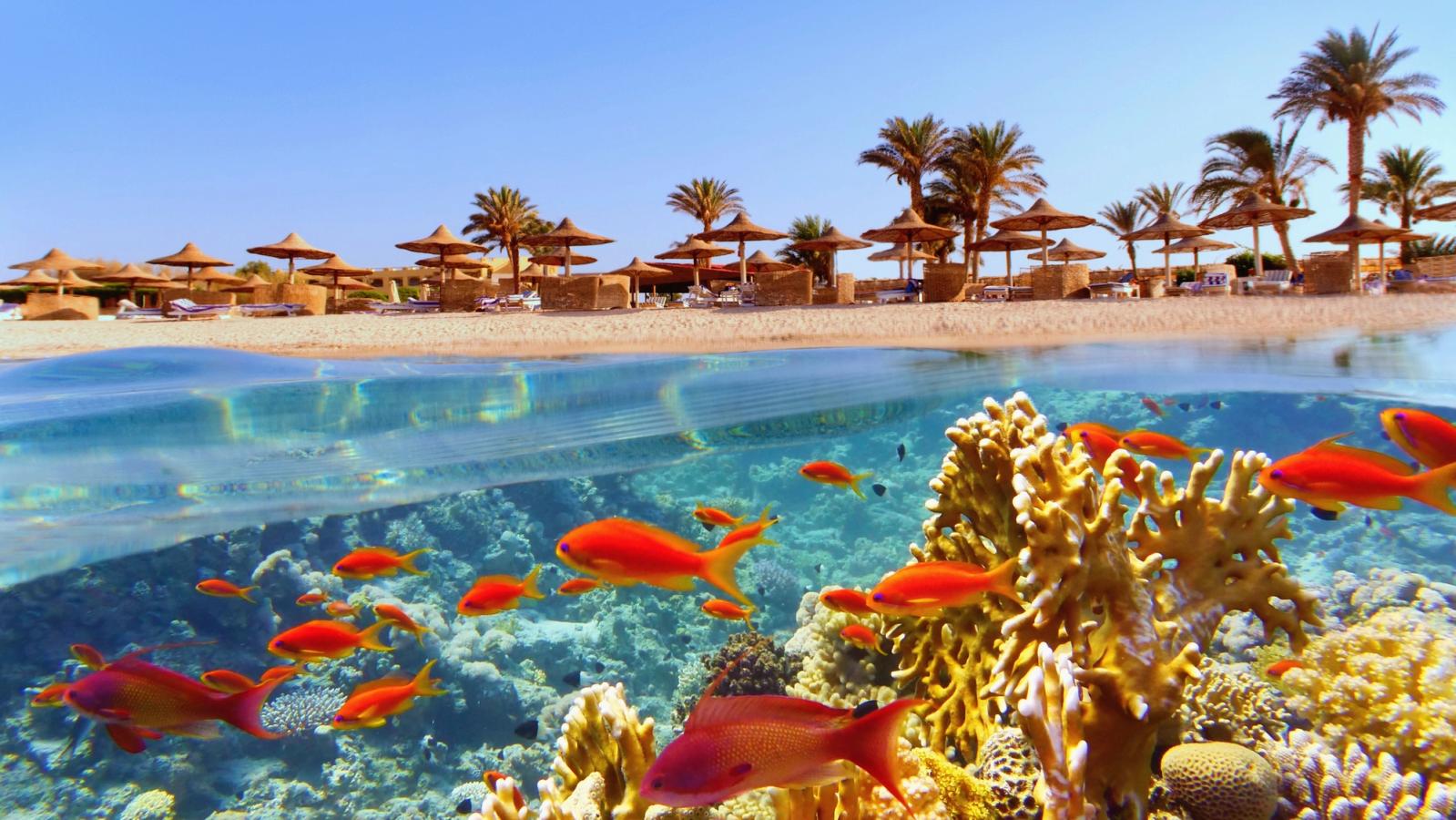 Farvestrålende fisk i koralrevene ved strandene i Sharm el-Sheikh, Egypten.