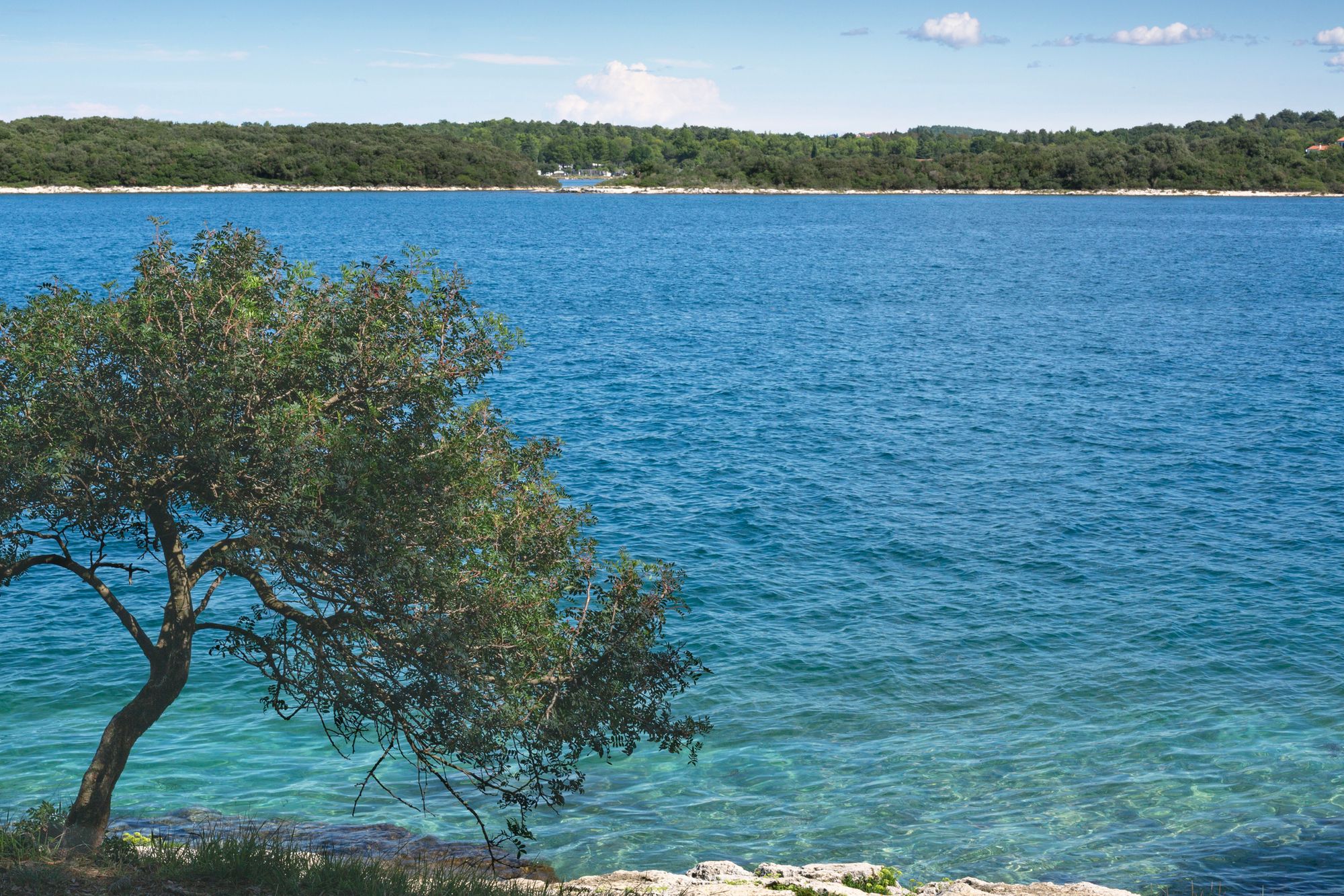 Ett träd med böjd stam står vid kusten ut mot det klara, turkosblå Adriatiska havet nära Banjole i Kroatien. I bakgrunden syns en skogbevuxen kustlinje under en blå himmel med några enstaka moln. I förgrunden dominerar klippor och gräs längs vattenkanten.
