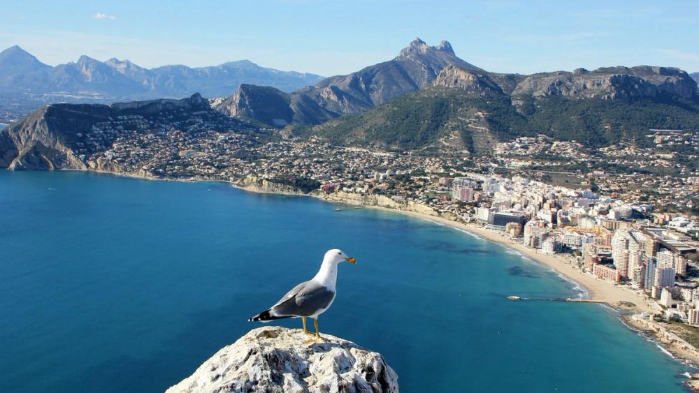En fugl sitter på en klippe og speider utover stranden og byen Calpe på Costa Blanca