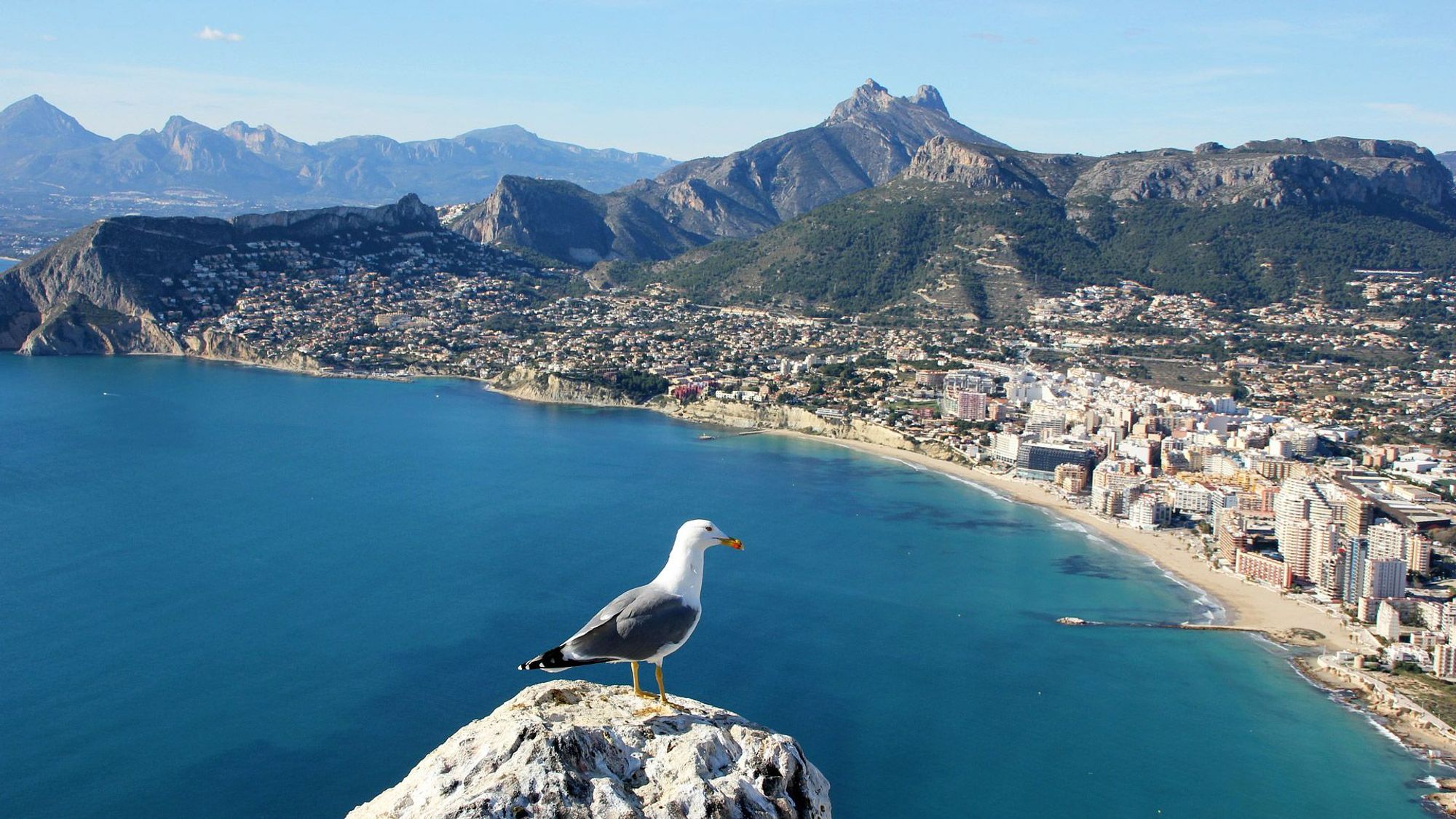 En fugl sitter på en klippe og speider utover stranden og byen Calpe på Costa Blanca