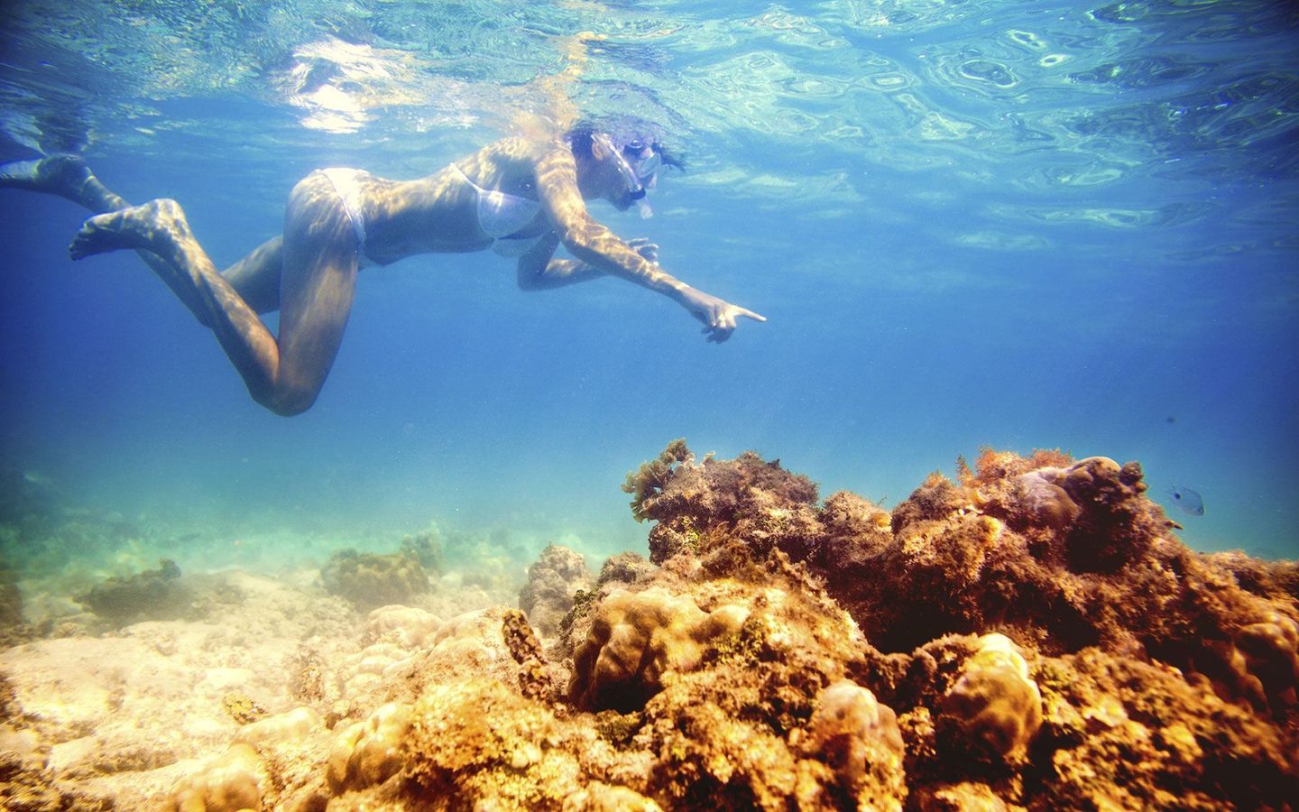 En person iført snorkeludstyr og hvid bikini svømmer under vandet over et koralrev. Hun rækker hånden frem og peger mod noget på havbunden. Vandet er klart, og solens stråler filtreres ned gennem overfladen.