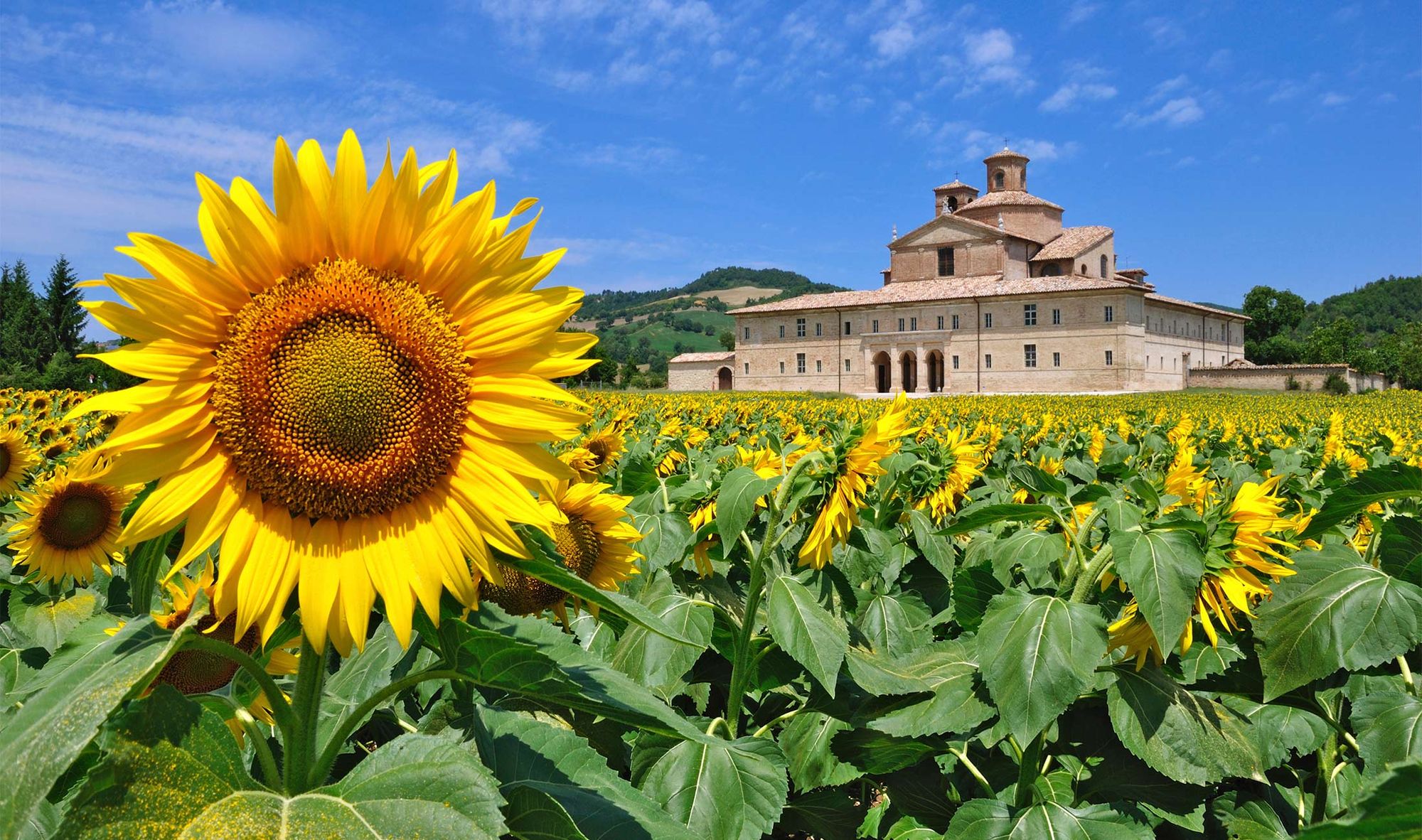 Gammal bondgård med ett fält av solrosor i Marche, Italien