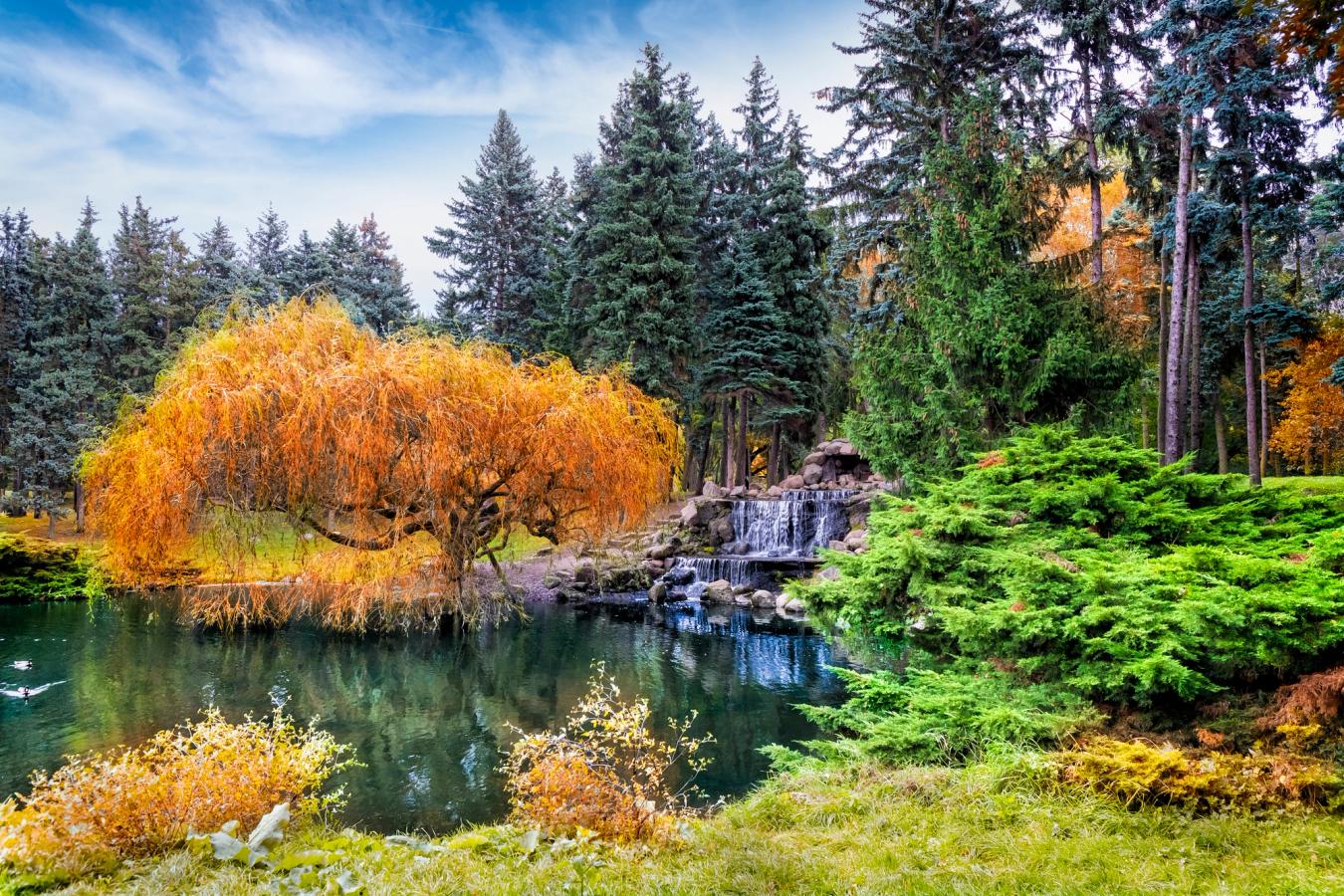 Billedet viser et udsnit af Park Skaryszewski i Warszawa om efteråret. Midt i billedet er et lille vandfald omgivet af grøn beplantning med forskellige nåletræer. Nogle af dem i efterårsfarver.
