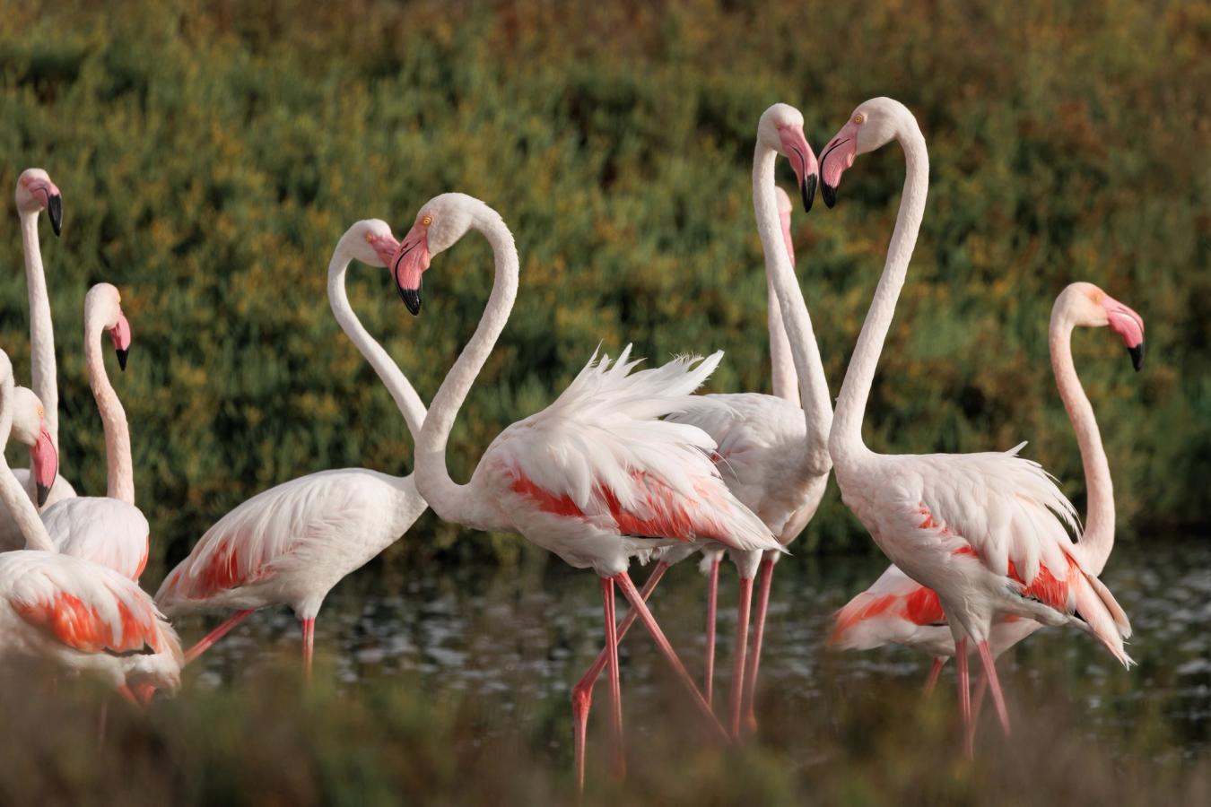 Flere rosa flamingoer fletter halser og danner små hjerter