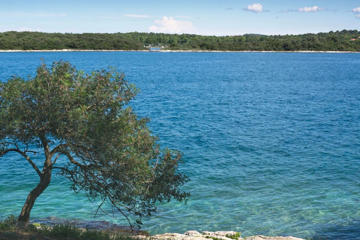 Ett träd med böjd stam står vid kusten mot det klara, turkosblå Adriatiska havet nära Banjole i Kroatien. I bakgrunden syns en skogsklädd kustlinje under en blå himmel med några moln. I förgrunden syns klippor och gräs längs vattnet.