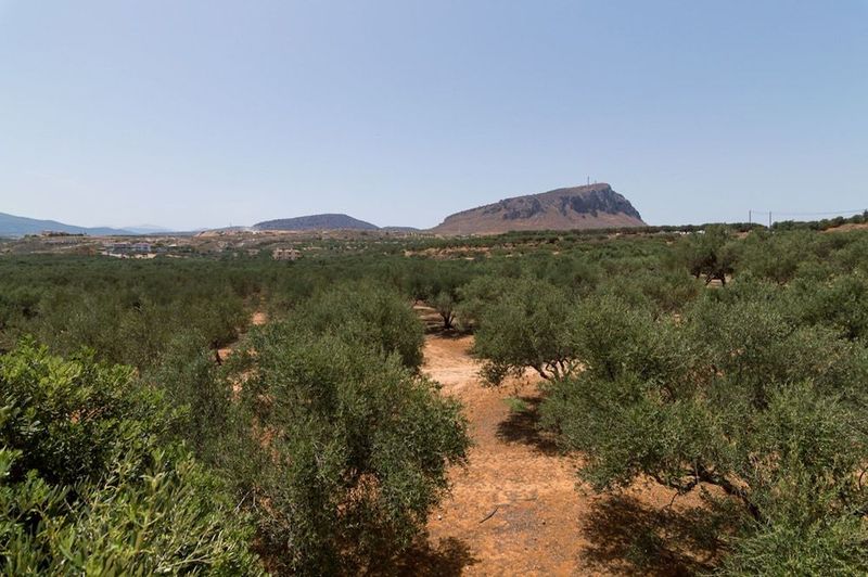Athena Villas Olive Grove & Estate - Image 7