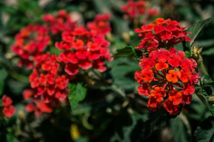 Billede av hotellet Kefalos Studios - nummer 3 af 8