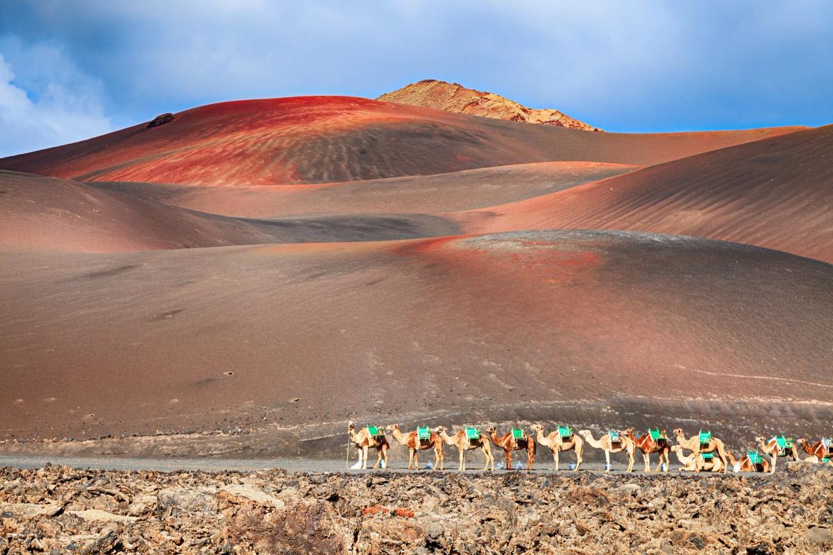 Kameler i Timanfaya nasjonalpark på Lanzarote