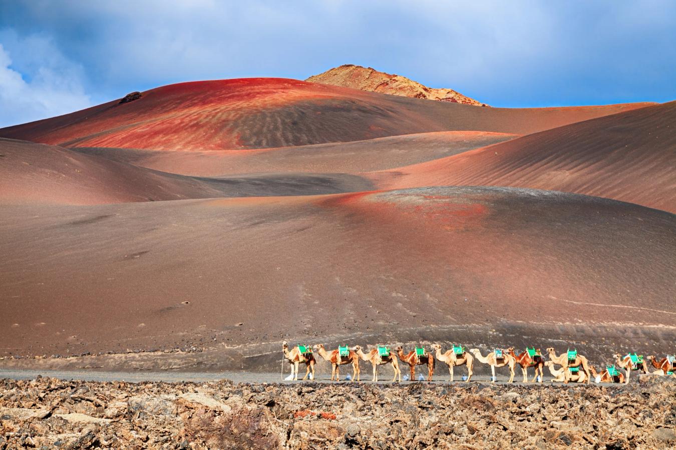 Kameler i Timanfaya nasjonalpark på Lanzarote