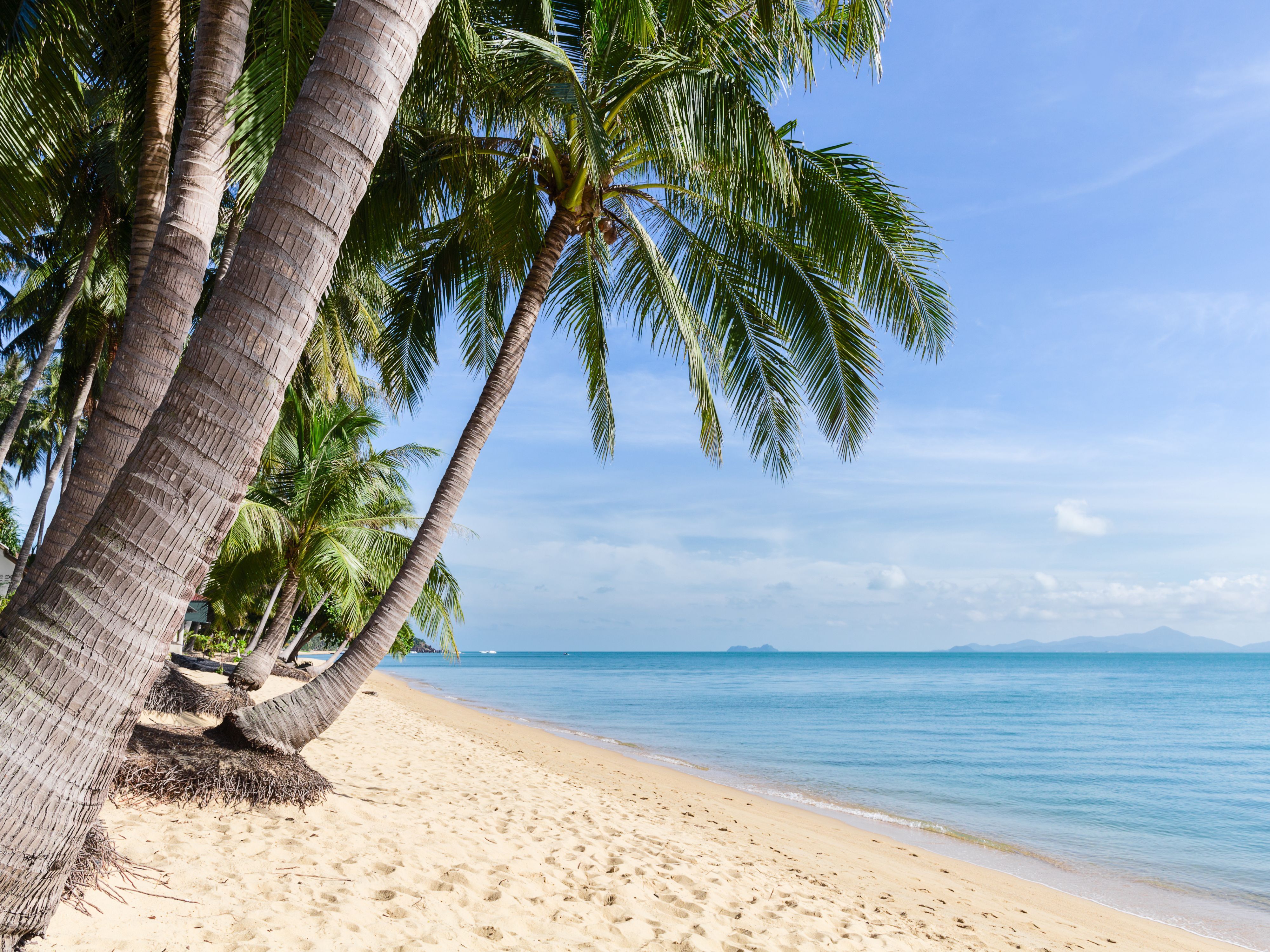 Udsigt over den hvide sandstrand med palmer og krystalklart vand ved Maenam Beach på Koh Samui, Thailand