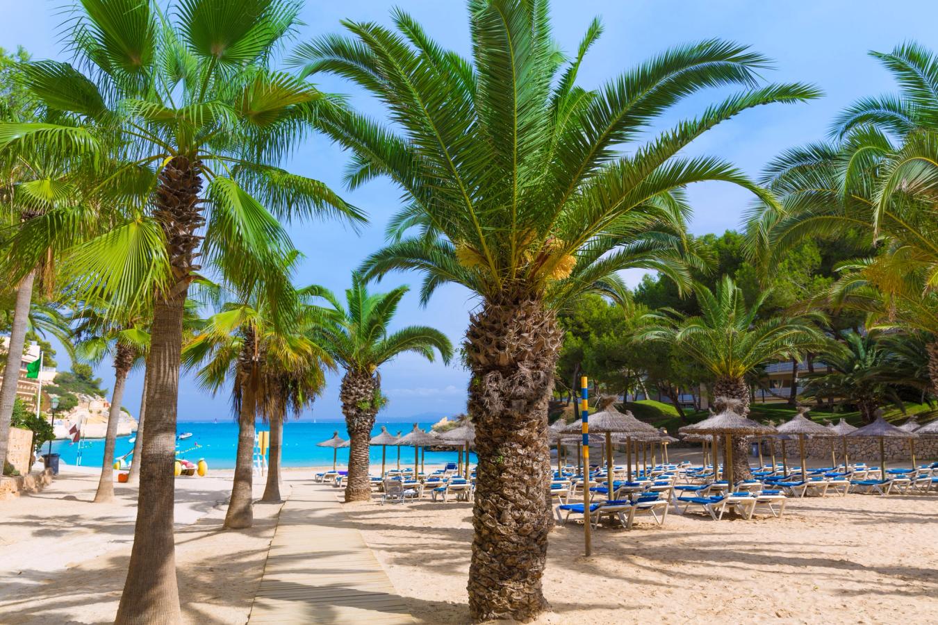 Bildet viser den flotte stranden i Cala Vinyes med palmer, solsenger og parasoller og det klare blå vannet i bakgrunnen.