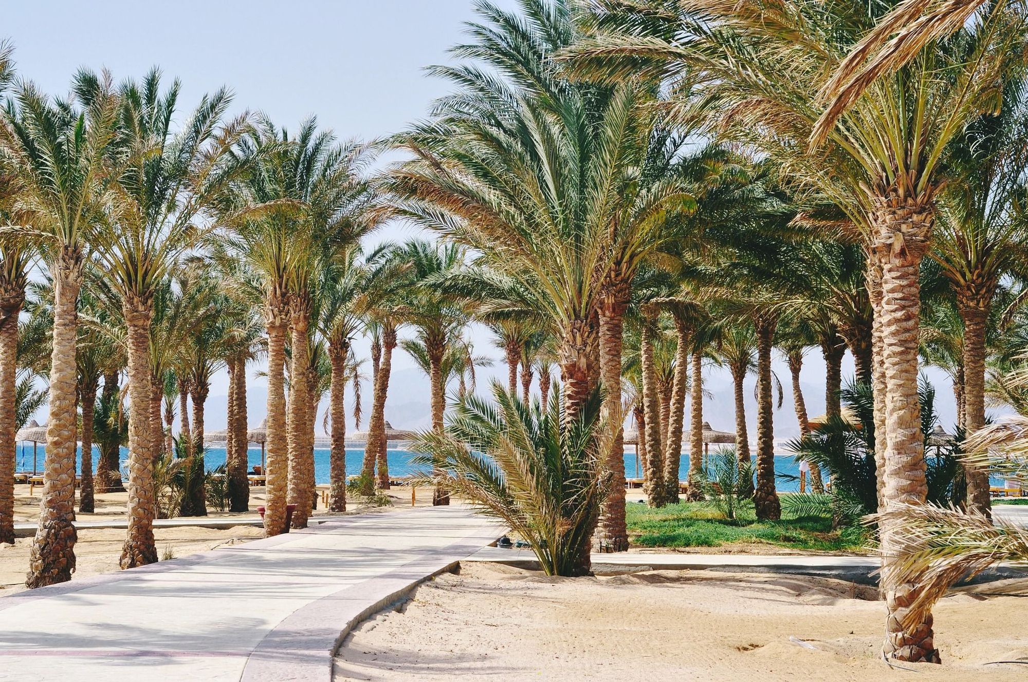 Palmer og vakre strender i Marsa Alam som er kjent for vakre korallrev, grotter og havskilpadder