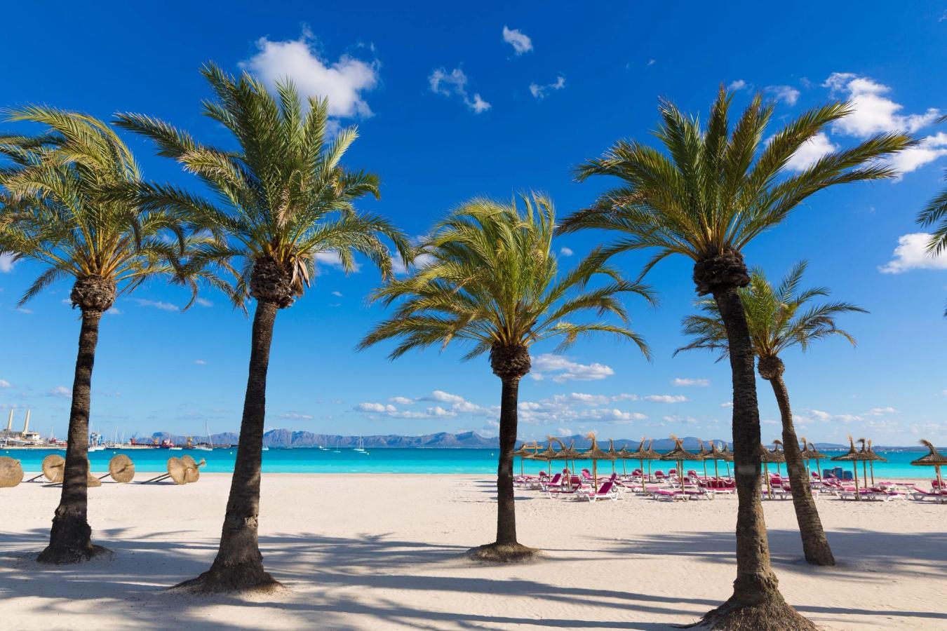 Billedet viser de lavvandede og børnevenlige strande i Alcudia. Her med palmer, solsenge og krystalblåt vand.