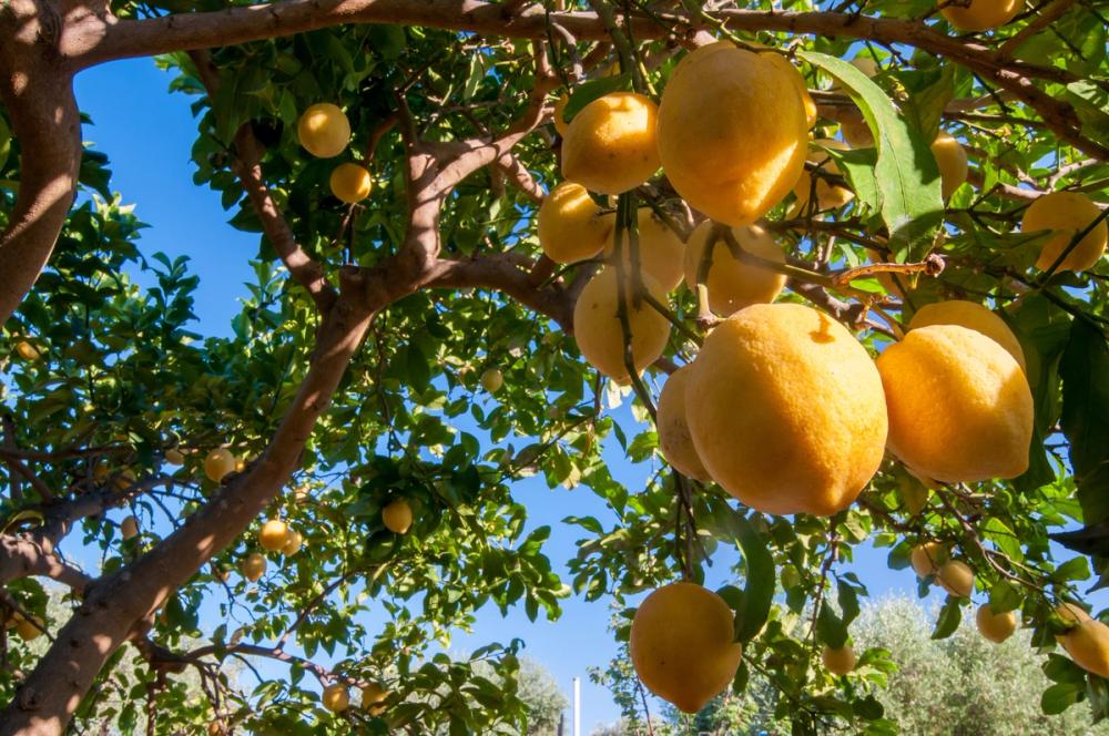 Området rundt San Leonardello på Sicilia er kjent for dyrking av sitroner
