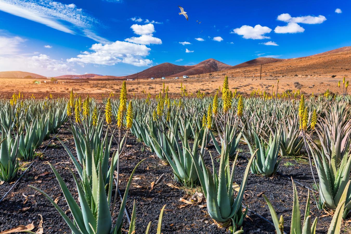 Aloe Vera er et almindeligt syn på Fuerteventura