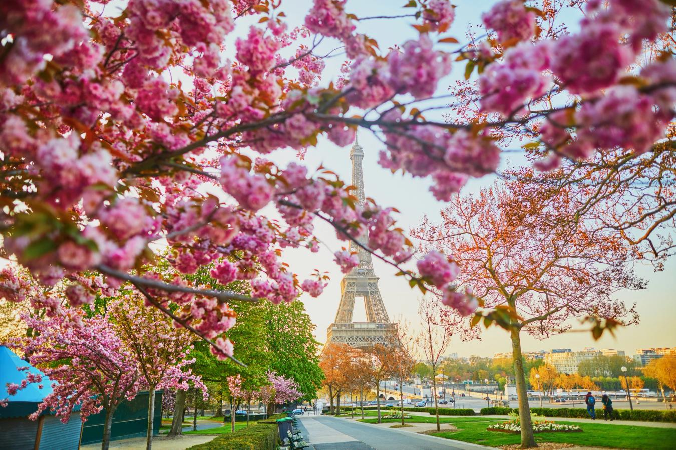 Billedet viser Paris og Eiffeltårnet under forårsblomstringen. Længst inde i billedet, midt på, ser man Eiffeltårnet fra afstand, omkranset af kirsebærtræer i rosa forårsblomstring.