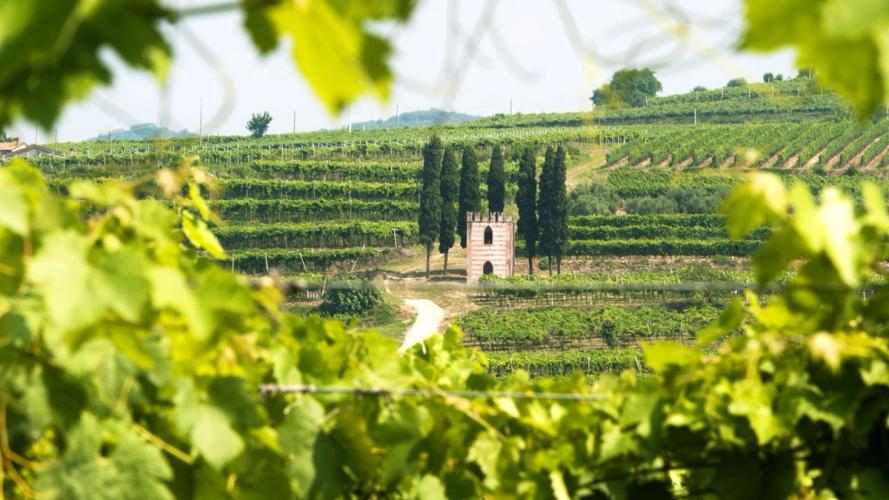 Utsikt over vinmarker i Veneto, Italia