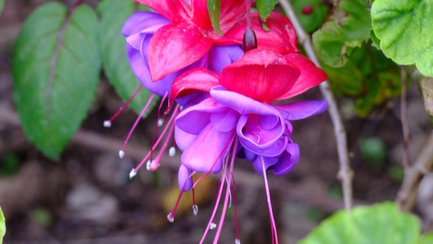Bilden visar en fuchsia i rött och lila. Blomman trivs mycket bra på Madeira och kallas även för ”bloddroppe”.