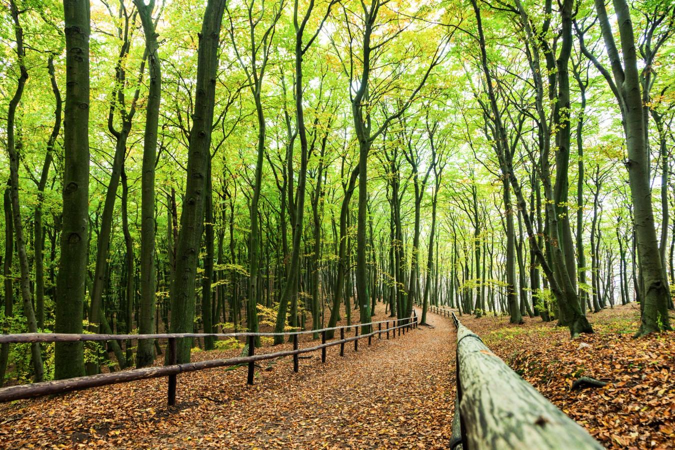 Billedet viser en løvklædt vandresti i skoven i Wolin Nationalpark ved Miedzyzdroje. Langs stien er der lys skov med grønne blade, hvor sollyset skinner smukt igennem.