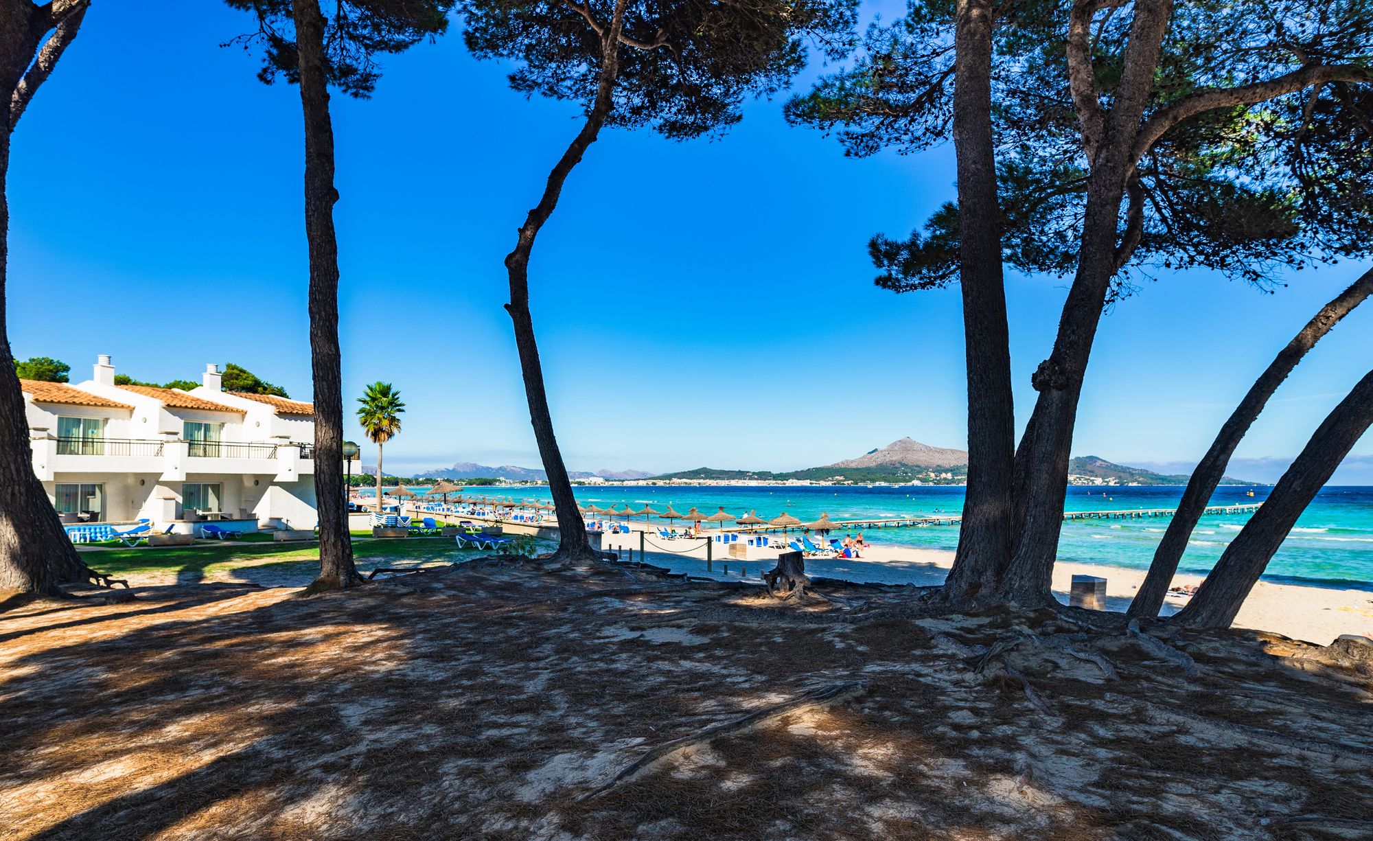 Utsikt mellom noen trær, ut mot stranden Playa Muro med krystallklart vann i bakgrunnen. Fra Alcudia på Mallorca