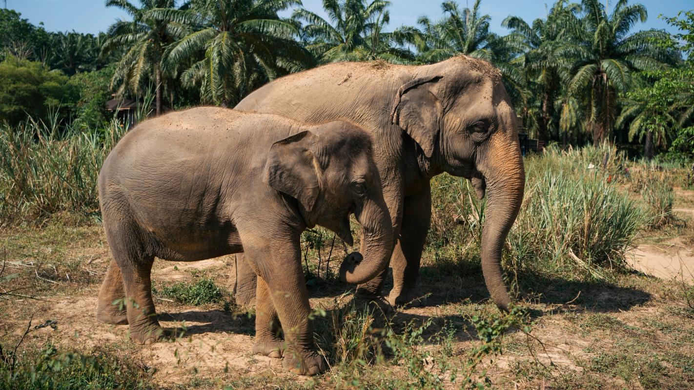 Mor med sin unge i Krabi Elefantreservat nära Ao Nang i Thailand
