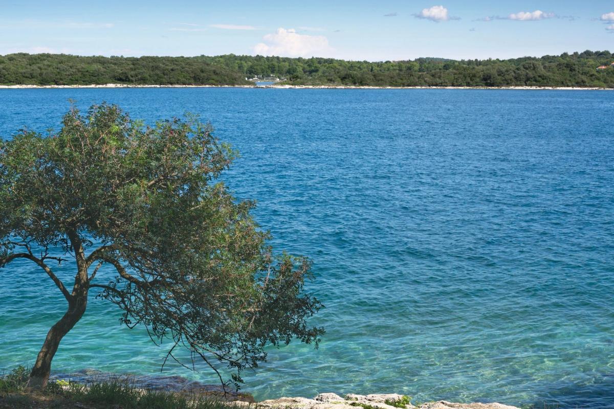 Et tre med bøyd stamme står ved kysten mot det klare, turkisblå Adriaterhavet i Kroatia. I bakgrunnen sees en skogkledd kystlinje under en blå himmel med spredte skyer. I forgrunnen er det klipper og gress langs vannkanten.