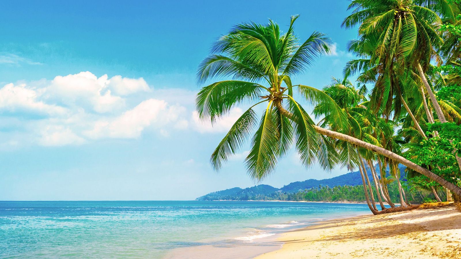 Billedet viser en sandstrand på Koh Samui med det rolige vand til venstre. Langs stranden står der grønne palmer.