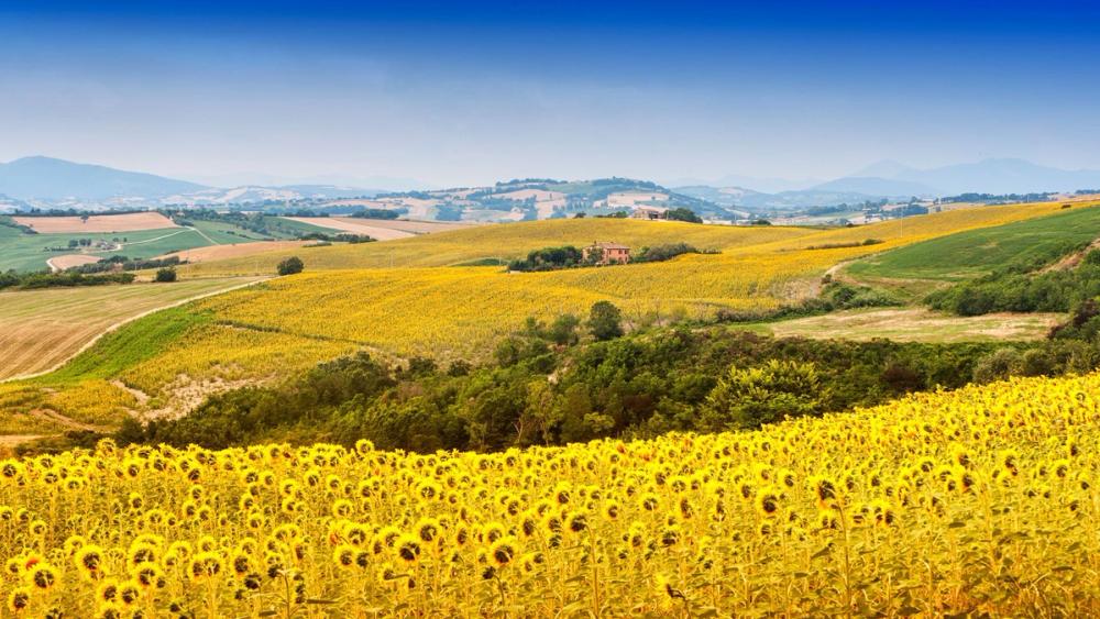Utsikt over de gule solsikkemarkene i Marche-regionen i Italia hvor Pesaro ligger