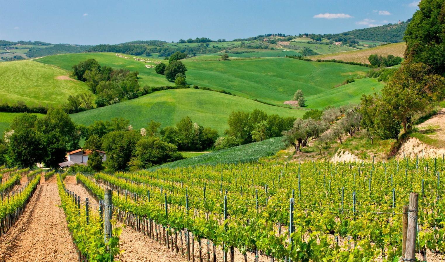 Bølgende, grønne vinmarker så langt øjet rækker i Umbrien i Italien