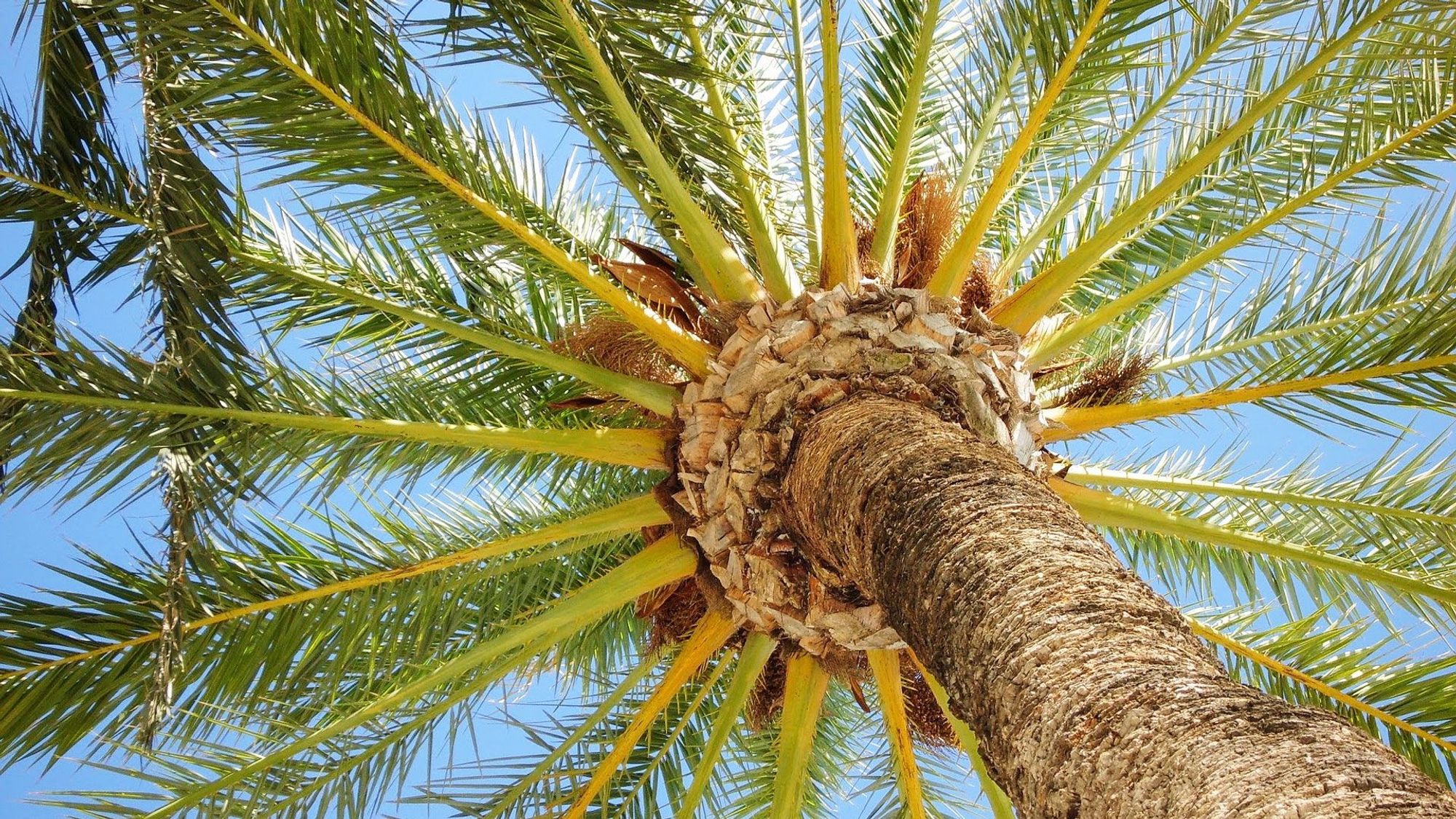Velkommen til Denia