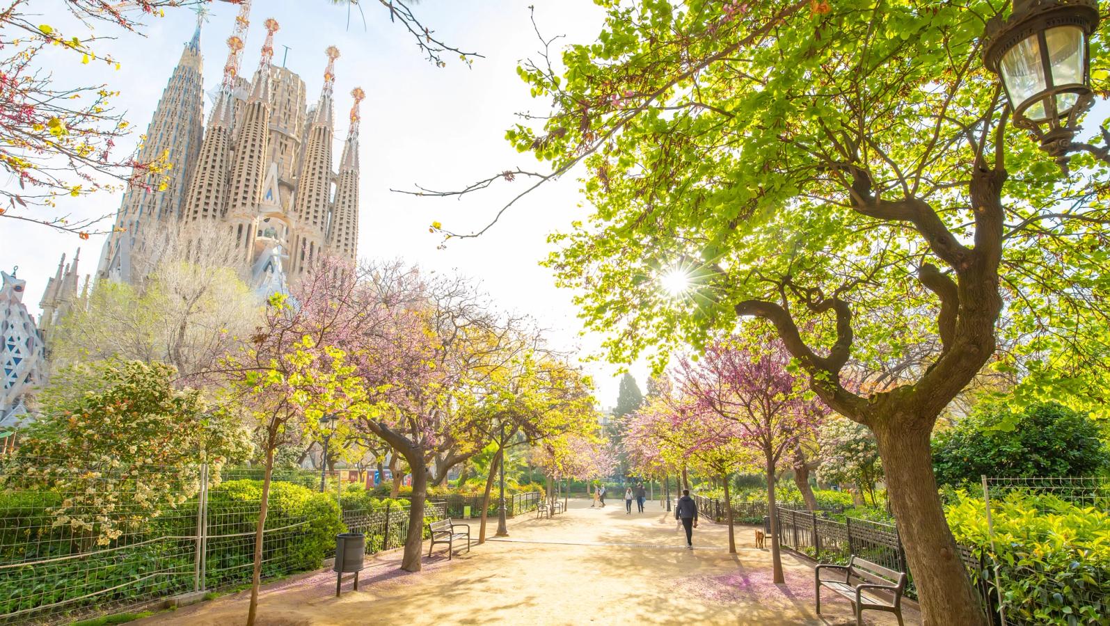 Billedet viser forår i Barcelona, fra en mindre park lige ved La Sagrada Família. Der er grønt i parken, og kirsebærtræerne blomstrer.