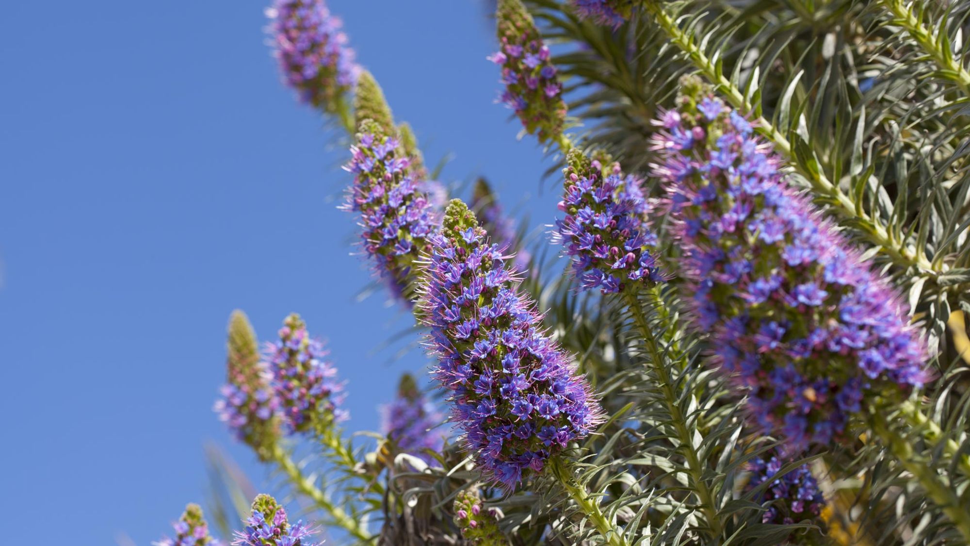 Nærbilde av den blå-lilla blomsten Echium candicans, også kalt Madeiras stolthet