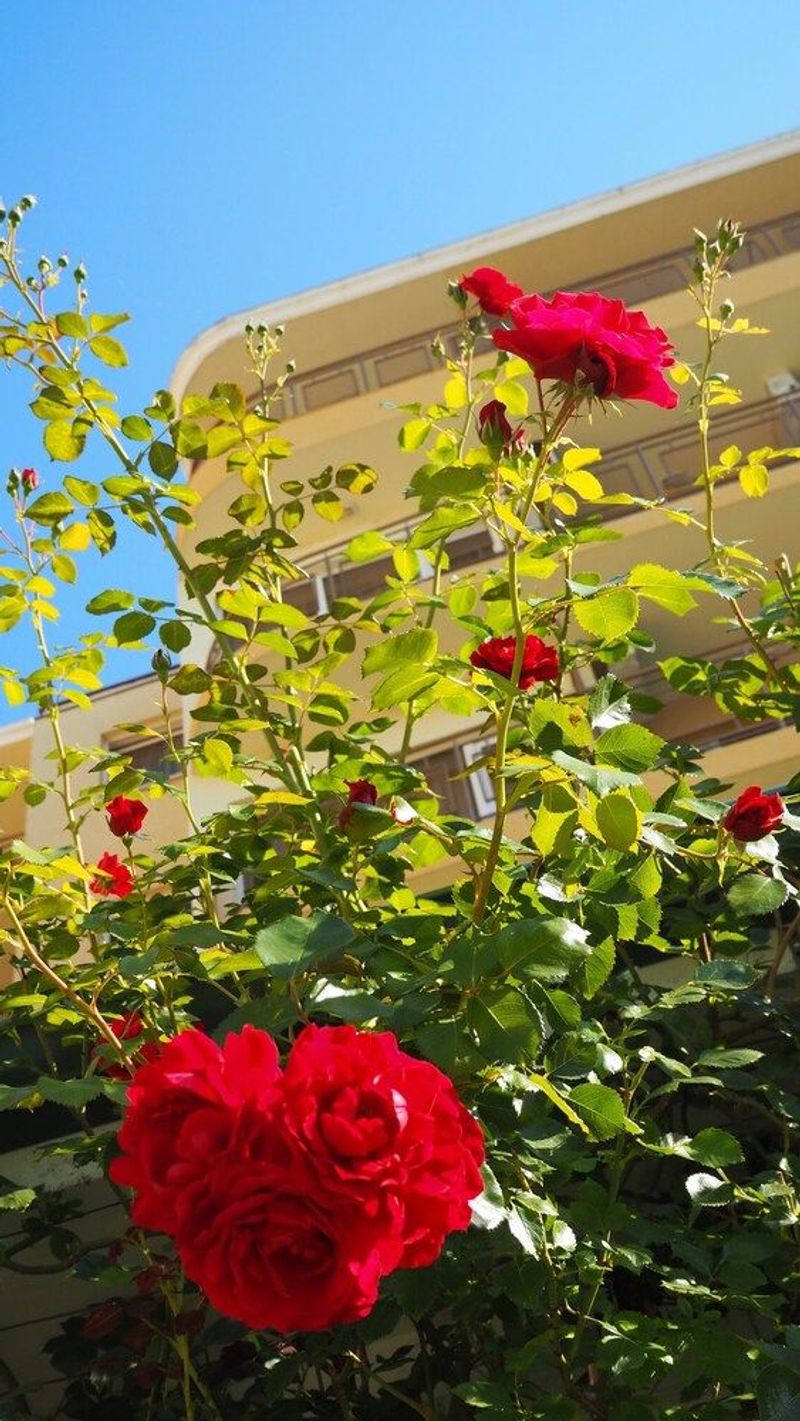 Joya Park Hotel - Image 5