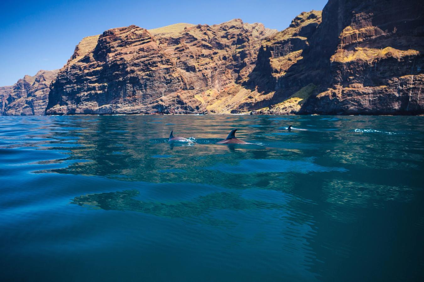 Opplev delfiner på båttur ved de mektige klippene Los Gigantes på Tenerife