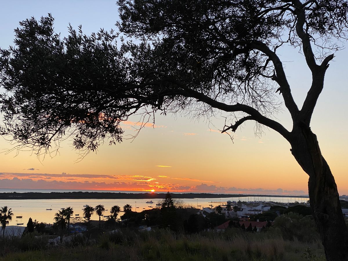 Bildet viser El Rompido ved solnedgang med et stort tre i forgrunnen og stranden og landtangen i bakgrunnen. 