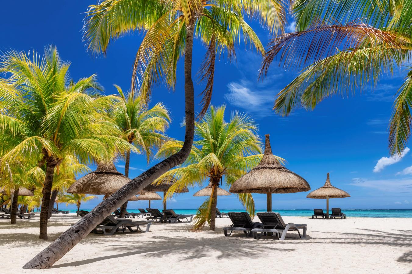 Kritthvit sandstrand på Mauritius med solsenger, parasoller og palmetrær. En skyfri himmel.
